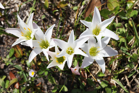 White liliesの写真素材