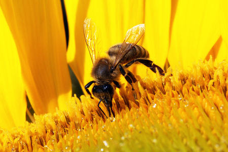 beeの写真素材