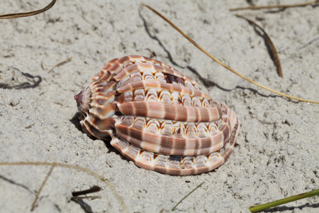 Sea shell