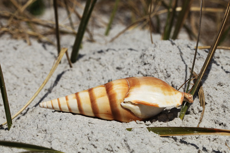 Sea shell