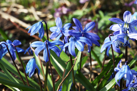 snowdrop flower