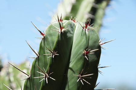 cactus