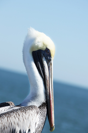 Pelicanの写真素材
