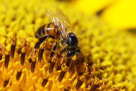 bee