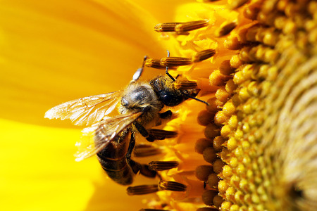 bee