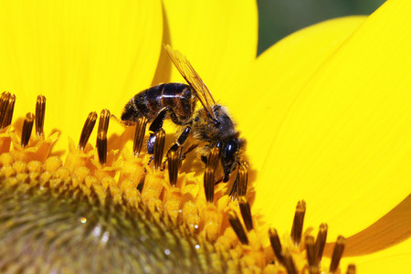 bee
