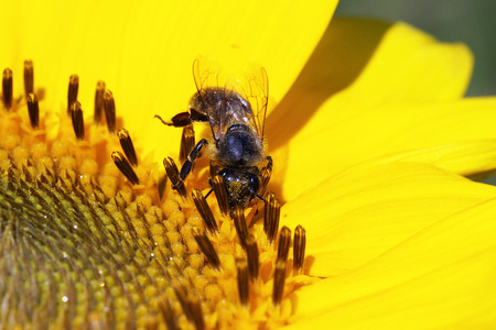 bee