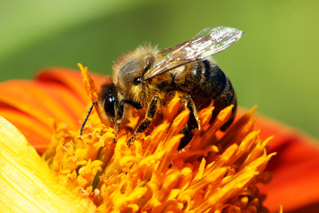 bee
