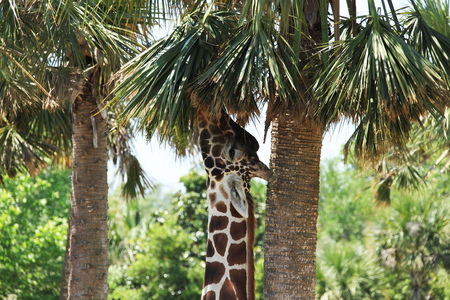 Giraffeの写真素材