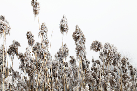 winterの写真素材