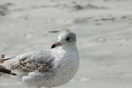 seagull on Atlantic coast of Florida