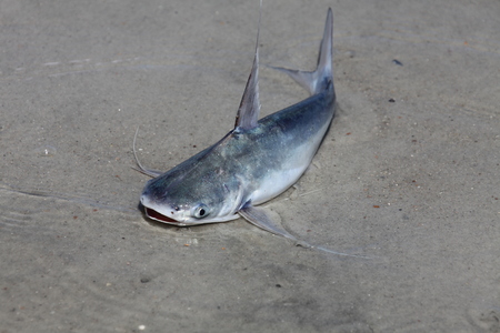 catfish in a shallow water