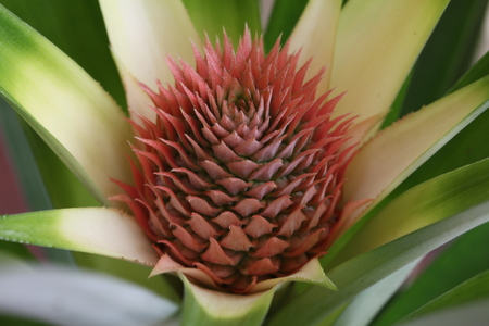 blooming pineapple plantの写真素材