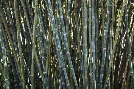 close view of the green bamboo stemsの写真素材
