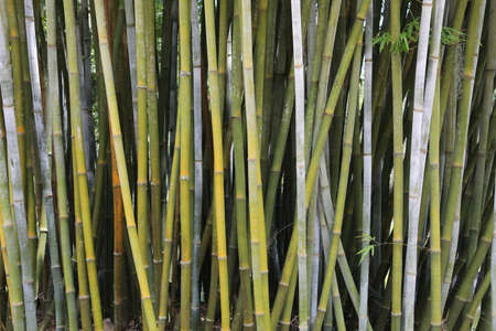 close view of the green bamboo stemsの写真素材