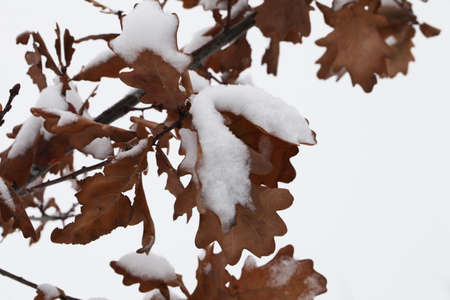 nature in winter time covered with snowの写真素材
