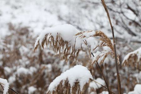 nature in winter time covered with snow