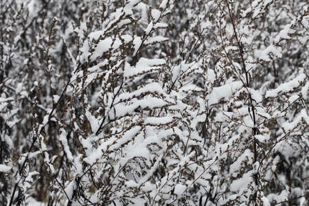 nature in winter time covered with snow