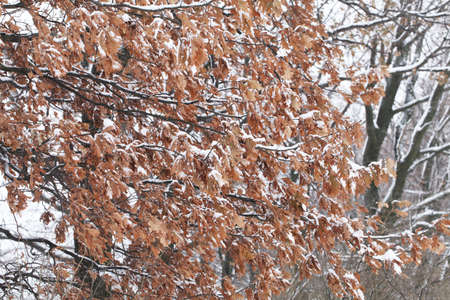 nature in winter time covered with snow