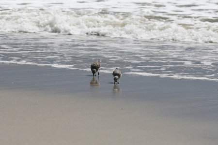 sandpipers on the Atlantic coast of Floridaの写真素材