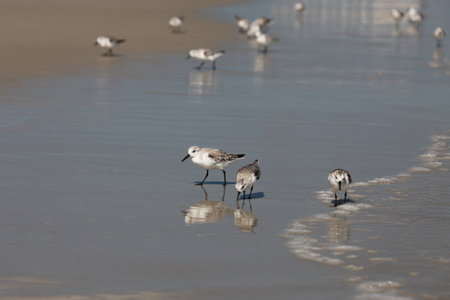 sandpipers on the Atlantic coast of Floridaの写真素材