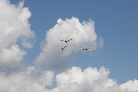 pelicans flying over Atlantic coast of Florida