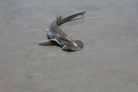 baby hammerhead shark on a sand beachの写真素材