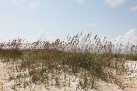 white sand dune of Florida beach on Atlantic coast in summer timeの写真素材