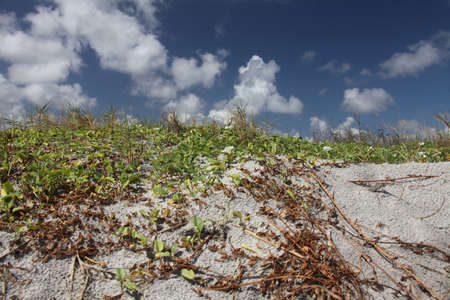 white sand dune of Florida beach on Atlantic coast in summer timeの写真素材