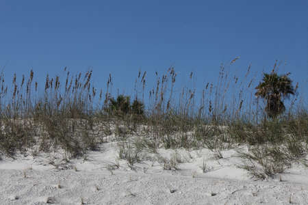 white sand dune of Florida beach on Atlantic coast in summer timeの写真素材