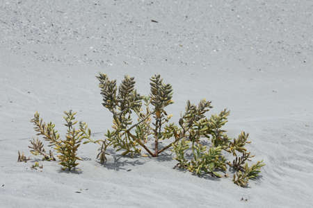 white sand dune of Florida beach on Atlantic coast in summer timeの写真素材