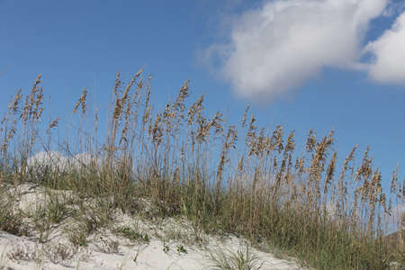 white sand dune of Florida beach on Atlantic coast in summer timeの写真素材