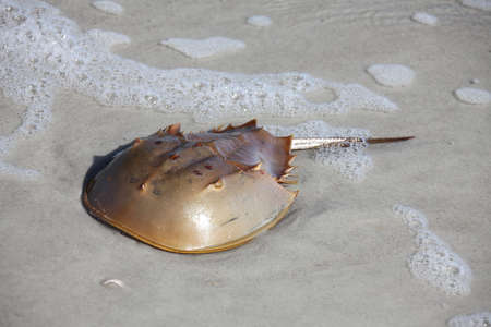 horseshoe crab in a shallow water of Atlantic oceanの写真素材