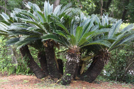 Cycas revoluta Japanese Sago Palm is a species of gymnosperm in the family Cycadaceaeの写真素材