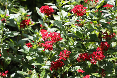 Pentas lanceolata commonly known as Egyptian starcluster is a species of flowering plantの写真素材