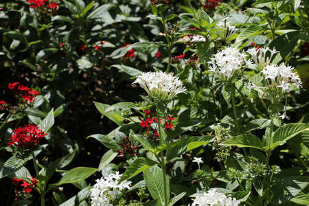 Pentas lanceolata commonly known as Egyptian starcluster is a species of flowering plantの写真素材