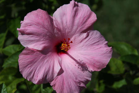 close up red hibiscus flower or less widely known as rose mallow. Other names include hardy hibiscus, rose of sharon, and tropical hibiscusの写真素材