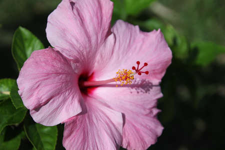 close up red hibiscus flower or less widely known as rose mallow. Other names include hardy hibiscus, rose of sharon, and tropical hibiscusの写真素材