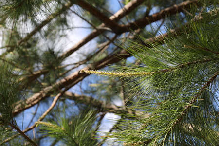 The crowns of longleaf pine tree species native to the Southeastern United Statesの写真素材