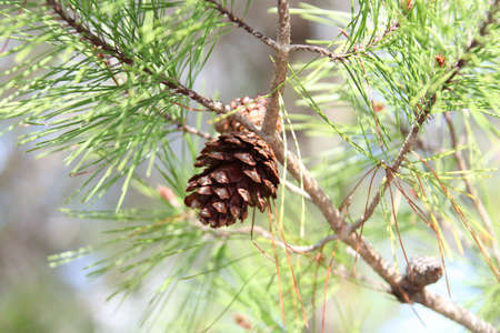 The crowns of longleaf pine tree species native to the Southeastern United Statesの写真素材