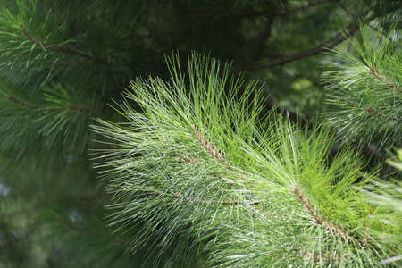 The crowns of longleaf pine tree species native to the Southeastern United Statesの写真素材