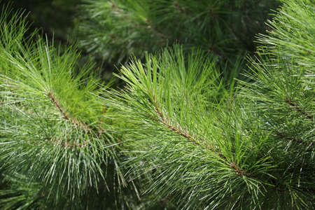 The crowns of longleaf pine tree species native to the Southeastern United Statesの写真素材