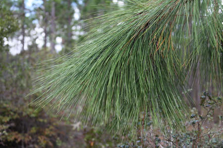 The crowns of longleaf pine tree species native to the Southeastern United Statesの写真素材