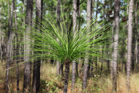 The crowns of longleaf pine tree species native to the Southeastern United Statesの写真素材