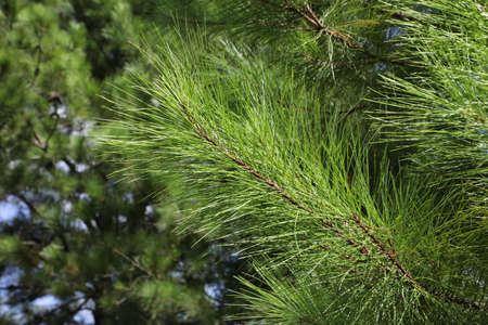 The crowns of longleaf pine tree species native to the Southeastern United Statesの写真素材