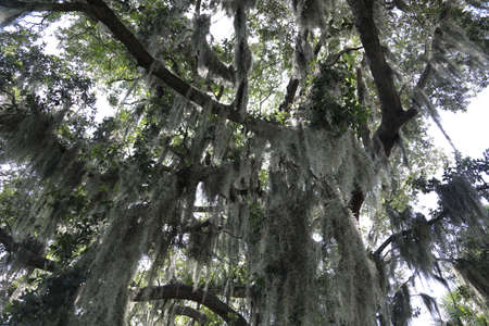 crown of the large tropical trees covered with spanish mossの写真素材