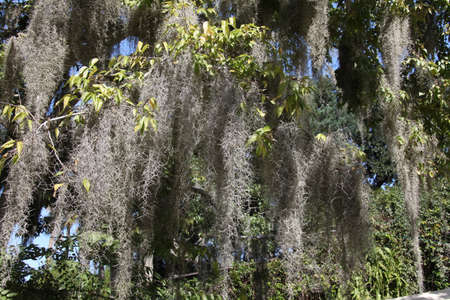 crown of the large tropical trees covered with spanish mossの写真素材
