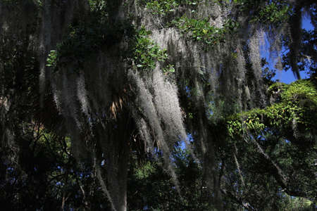 crown of the large tropical trees covered with spanish mossの写真素材