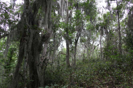 crown of the large tropical trees covered with spanish mossの写真素材