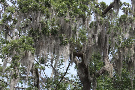 crown of the large tropical trees covered with spanish mossの写真素材